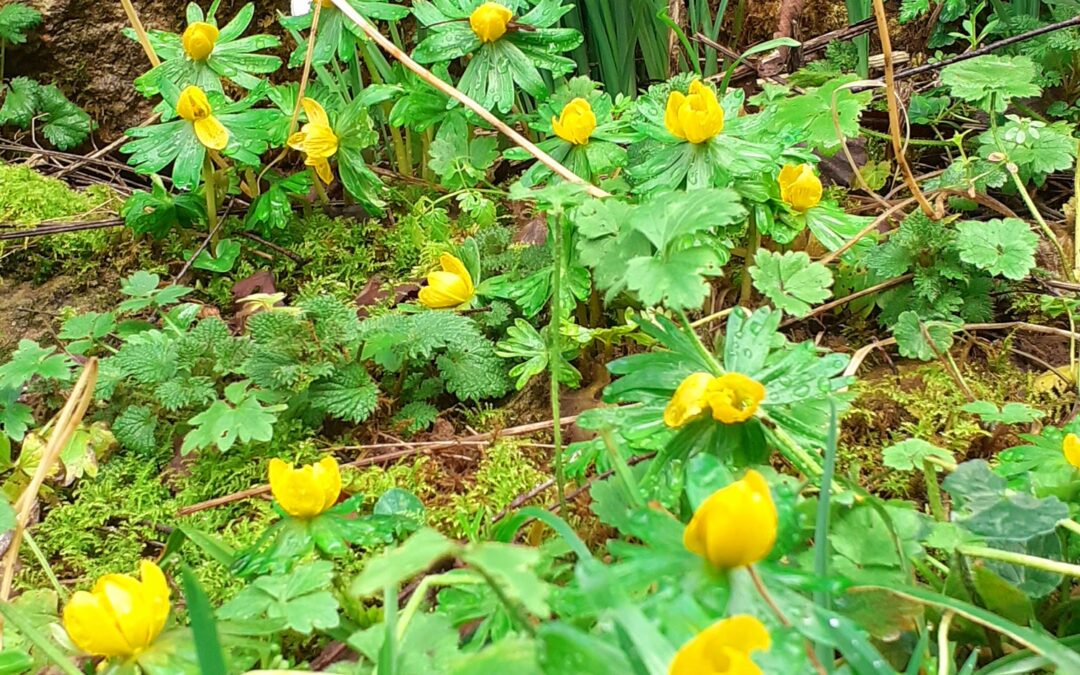 Walk from Naunton to the Slaughters in deepest Cotswolds